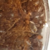 FOOD FOR TARANTULA